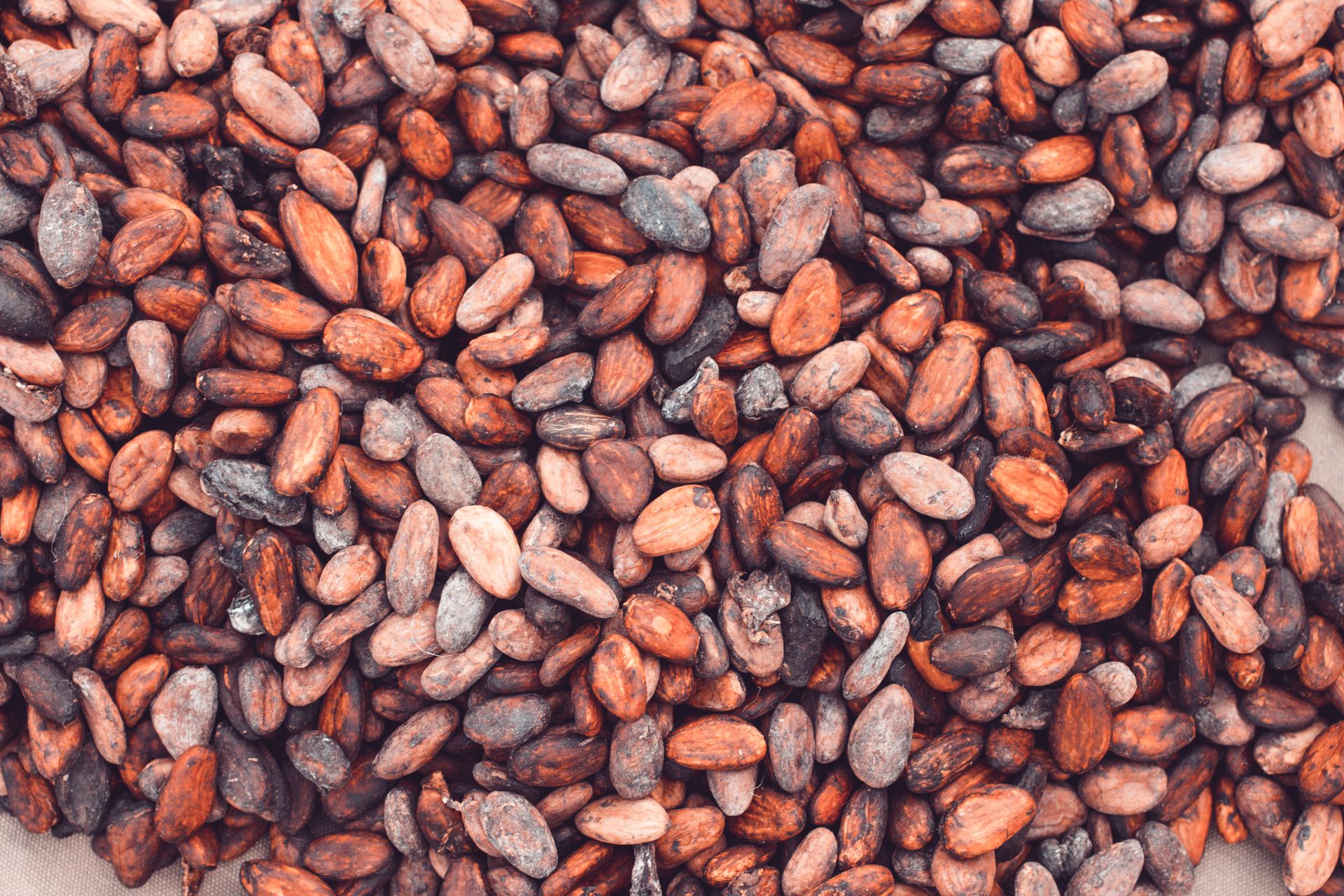 Fermented and dried cacao beans