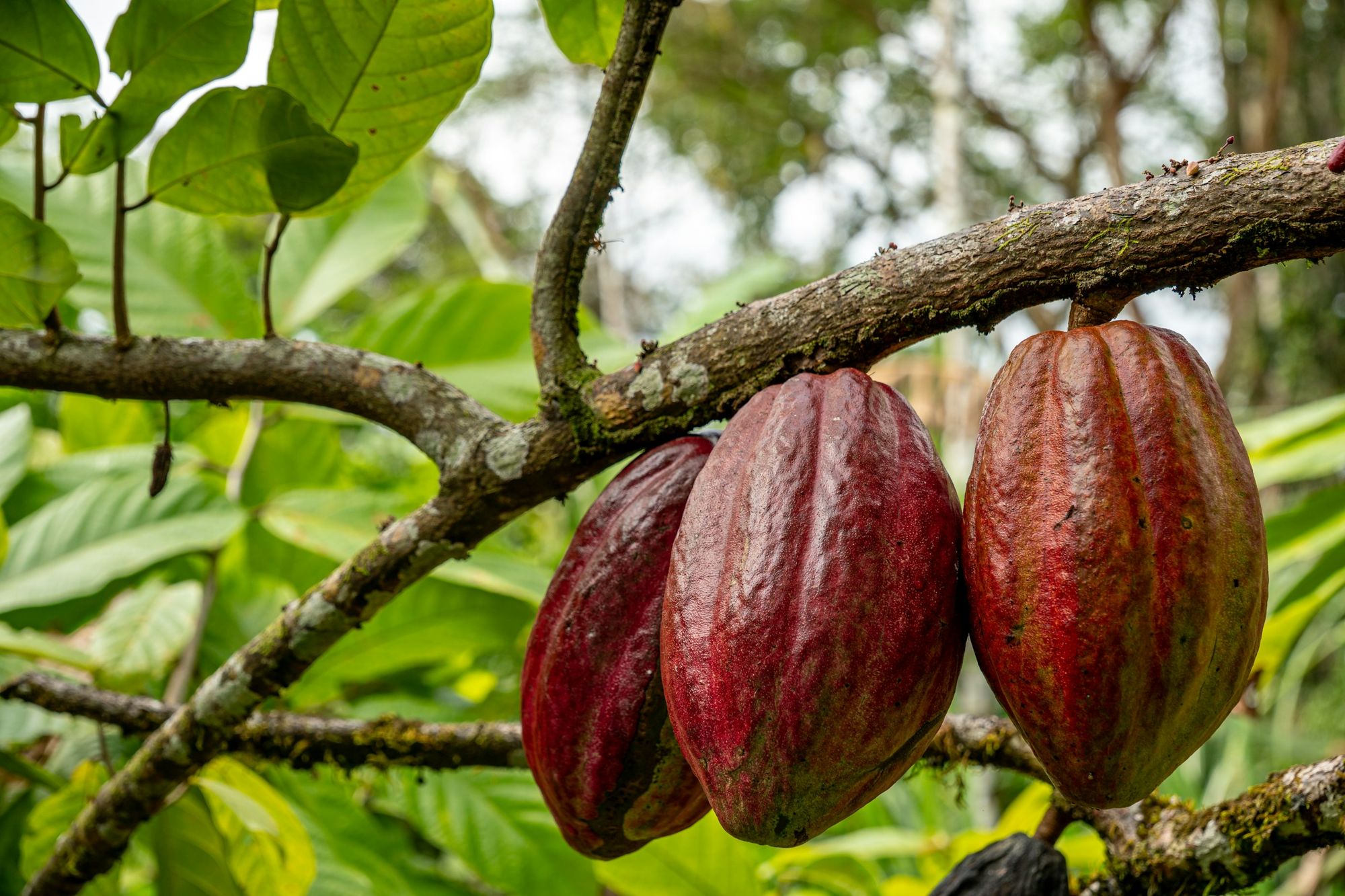 Ripe red cacao pods on a tree branch