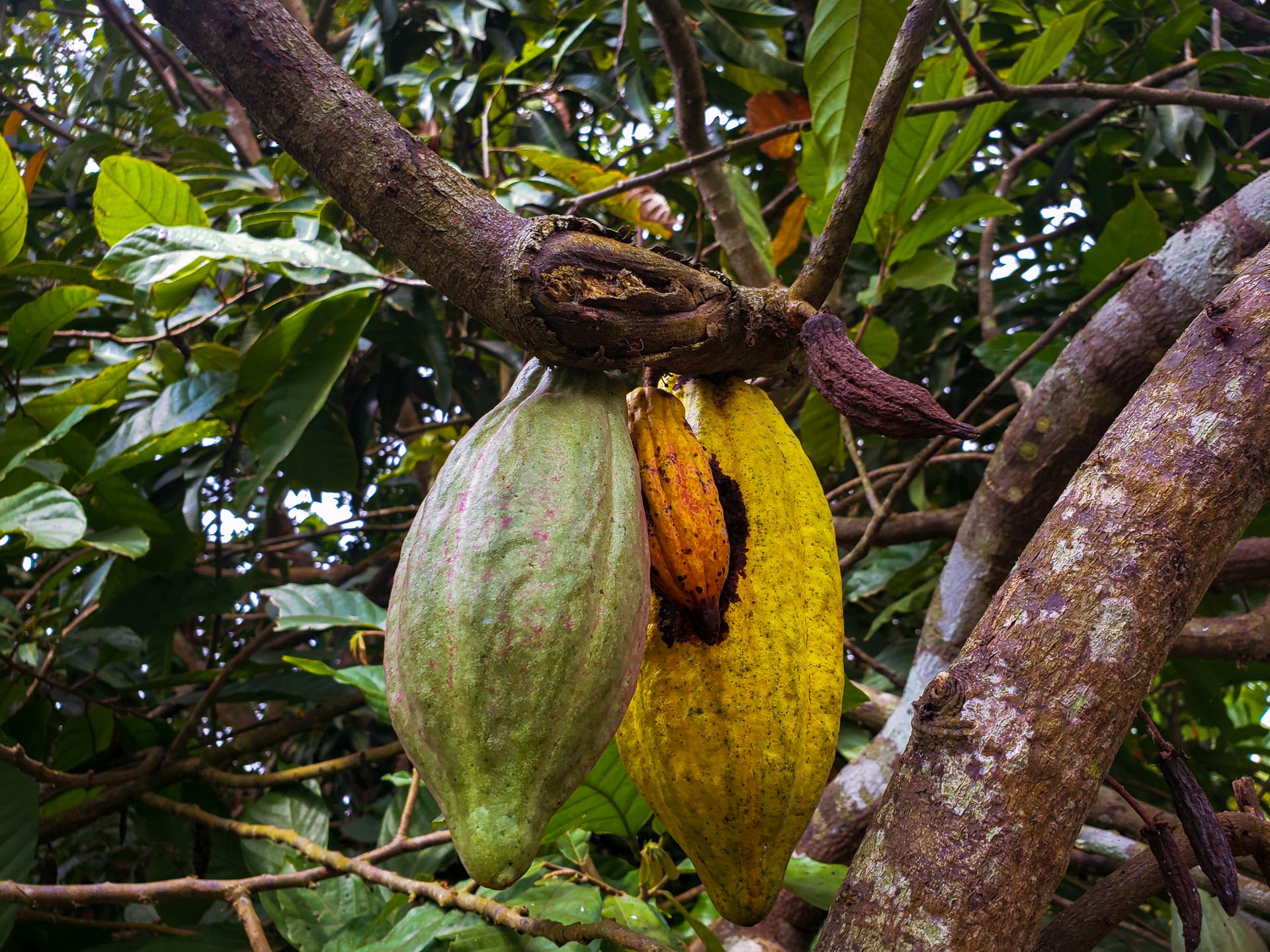 Green and yellow cacao pods growing on a tree